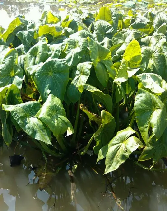 长在水里的植物有哪些,什么花在水里可以完全生长的？