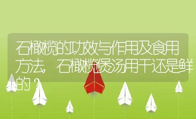 石橄榄的功效与作用及食用方法,石橄榄煲汤用干还是鲜的？ | 养殖科普