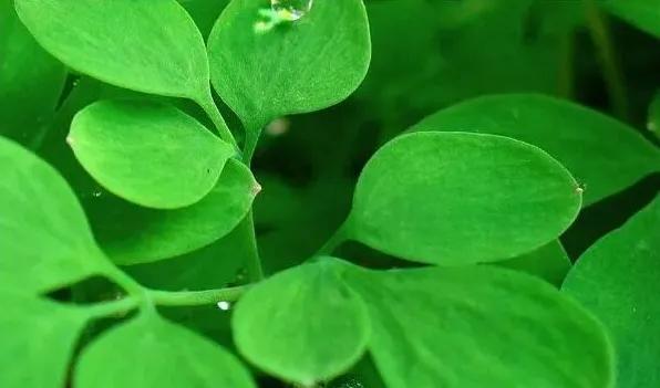 植物怎么传播种子 | 生活常识