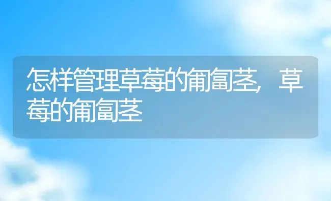 怎样管理草莓的匍匐茎,草莓的匍匐茎 | 养殖学堂