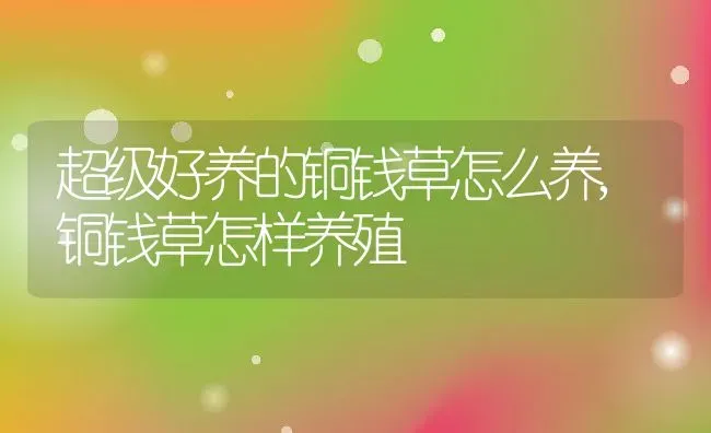 超级好养的铜钱草怎么养,铜钱草怎样养殖 | 养殖学堂