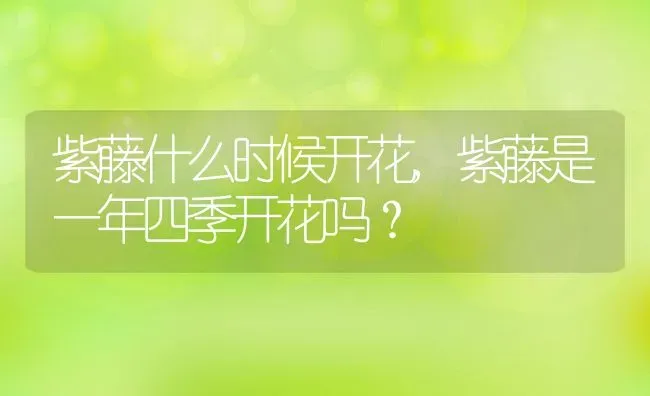 紫藤什么时候开花,紫藤是一年四季开花吗？ | 养殖科普