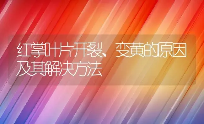 红掌叶片开裂、变黄的原因及其解决方法 | 养殖学堂