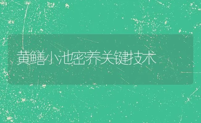 黄鳝小池密养关键技术 | 养殖知识