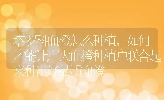 塔罗科血橙怎么种植,如何才能让广大血橙种植户联合起来种出好品质血橙 | 养殖学堂