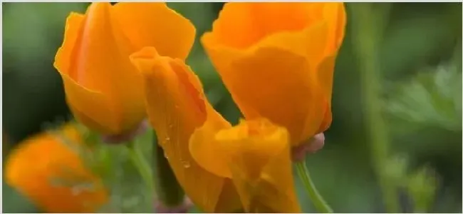 花菱草有毒吗 | 妙招大全
