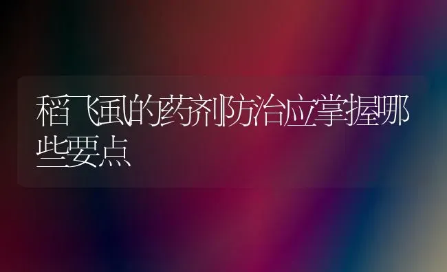 稻飞虱的药剂防治应掌握哪些要点 | 养殖技术大全