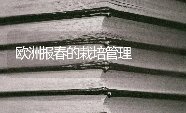 欧洲报春的栽培管理 | 养殖技术大全