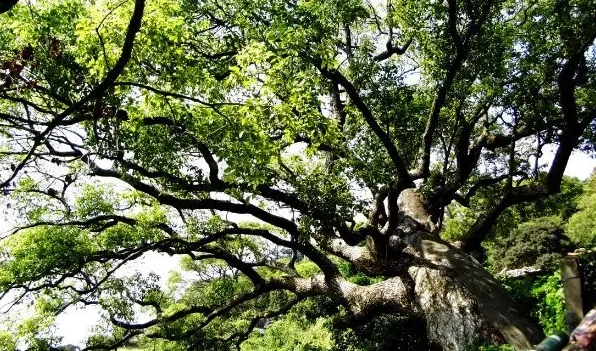 怎么辨别香樟树与樟树 | 农广天地