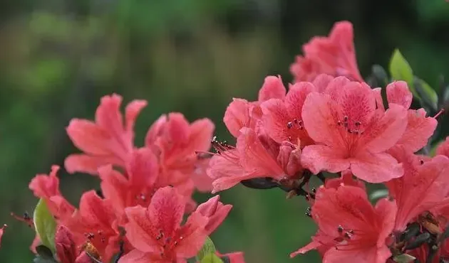 杜鹃花和映山红是不是一种花,请问映山红和杜鹃是一种花吗?求解？