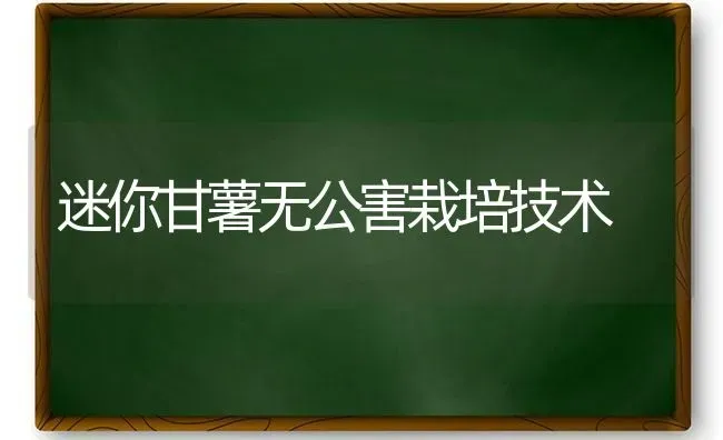 迷你甘薯无公害栽培技术 | 养殖知识