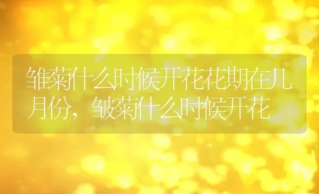 雏菊什么时候开花花期在几月份,皱菊什么时候开花 | 养殖科普