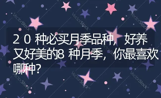 20种必买月季品种,好养又好美的8种月季，你最喜欢哪种？ | 养殖科普