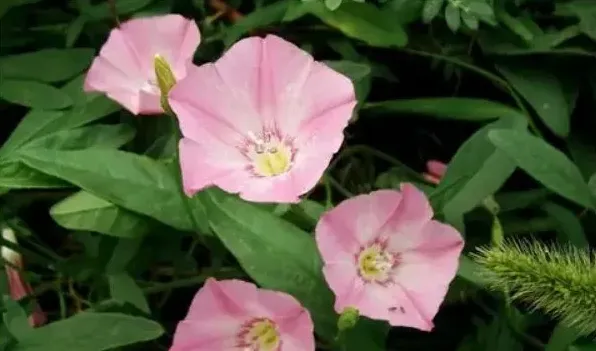 冬天室外植物怎么防冻 | 生活妙招