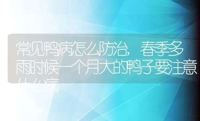 常见鸭病怎么防治,春季多雨时候一个月大的鸭子要注意什么病 | 养殖学堂