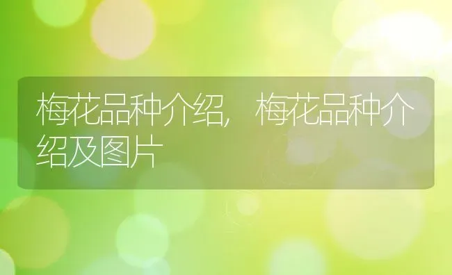 梅花品种介绍,梅花品种介绍及图片 | 养殖资料