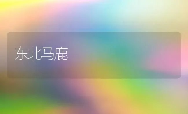 东北马鹿 | 养殖技术大全