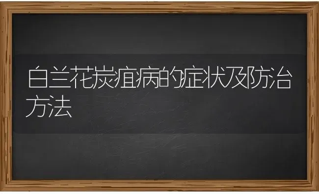 白兰花炭疽病的症状及防治方法 | 养殖知识