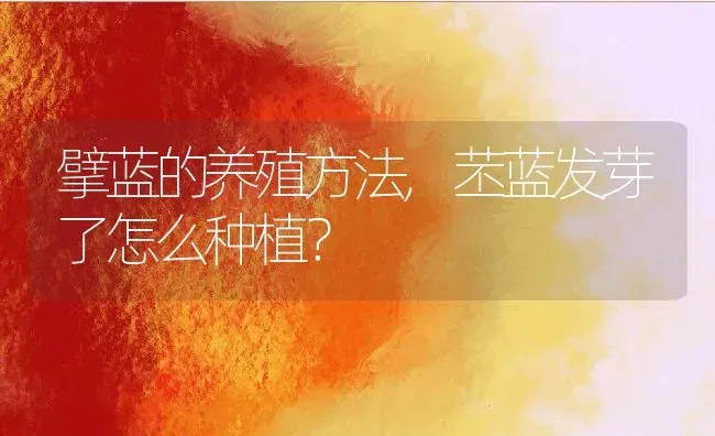 擘蓝的养殖方法,苤蓝发芽了怎么种植？ | 养殖科普