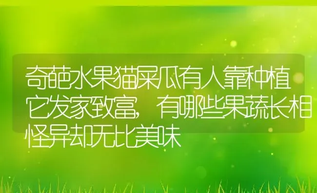 奇葩水果猫屎瓜有人靠种植它发家致富,有哪些果蔬长相怪异却无比美味 | 养殖学堂