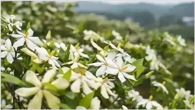 栀子花的养殖方法与注意事项 | 三农知识