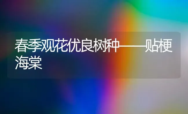 春季观花优良树种——贴梗海棠 | 养殖知识