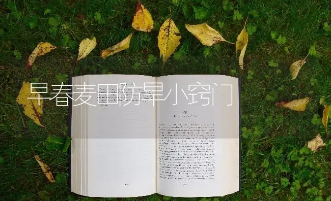 早春麦田防旱小窍门 | 养殖知识