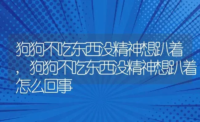 狗狗不吃东西没精神想趴着,狗狗不吃东西没精神想趴着怎么回事 | 养殖资料