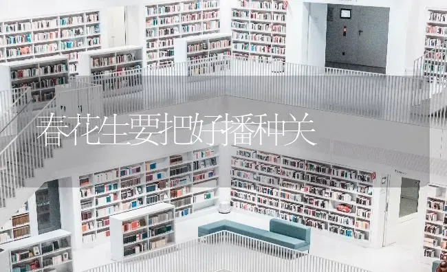 春花生要把好播种关 | 养殖知识
