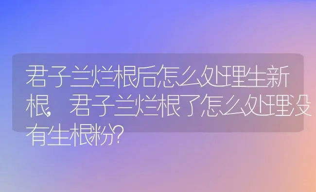 君子兰烂根后怎么处理生新根,君子兰烂根了怎么处理没有生根粉？ | 养殖学堂