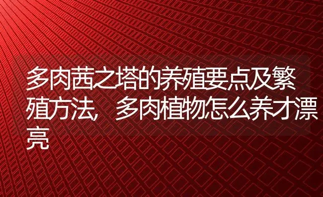 多肉茜之塔的养殖要点及繁殖方法,多肉植物怎么养才漂亮 | 养殖学堂