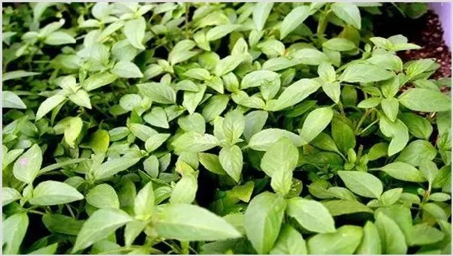 荆芥种植管理方法 | 实用知识
