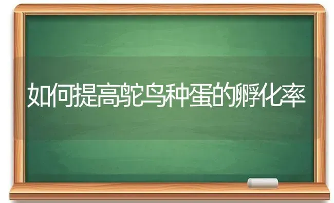 如何提高鸵鸟种蛋的孵化率 | 养殖技术大全