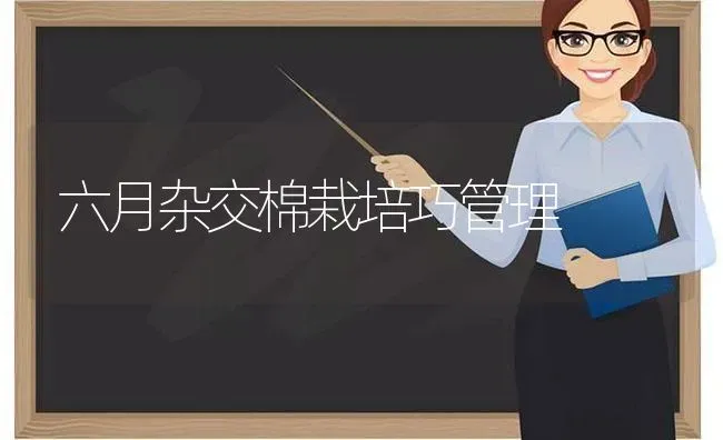 六月杂交棉栽培巧管理 | 养殖知识