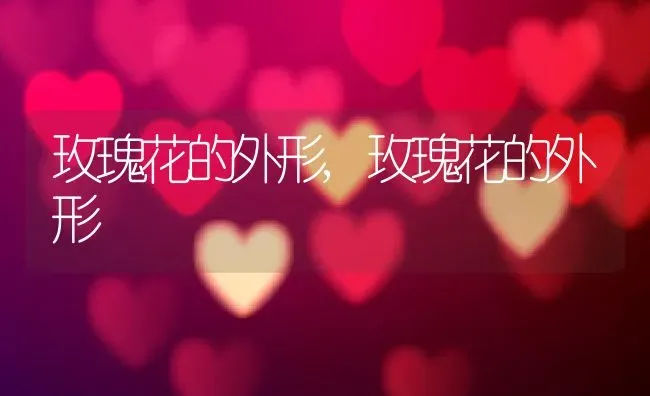 玫瑰花的外形,玫瑰花的外形 | 养殖科普