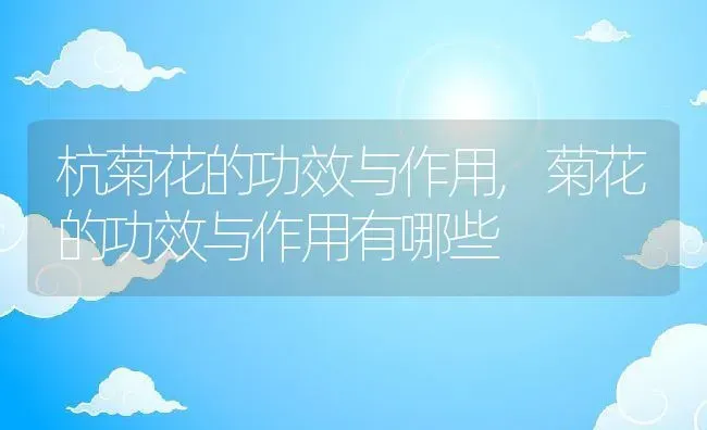 杭菊花的功效与作用,菊花的功效与作用有哪些 | 养殖学堂
