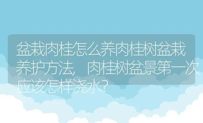 盆栽肉桂怎么养肉桂树盆栽养护方法,肉桂树盆景第一次应该怎样浇水？ | 养殖科普