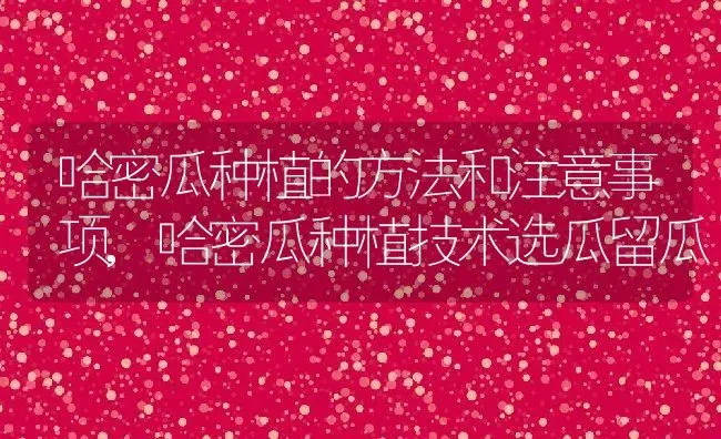 哈密瓜种植的方法和注意事项,哈密瓜种植技术选瓜留瓜 | 养殖学堂