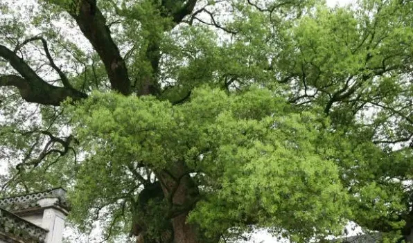 怎么辨别香樟树与樟树 | 农广天地