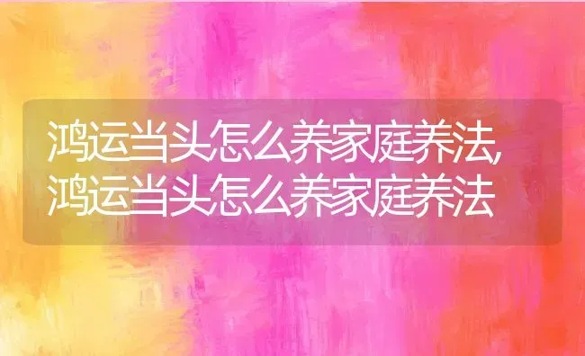 鸿运当头怎么养家庭养法,鸿运当头怎么养家庭养法 | 养殖科普