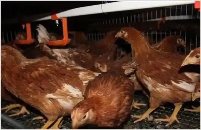 蛋鸡料配方表：各阶段蛋鸡饲料配方 | 妙招大全