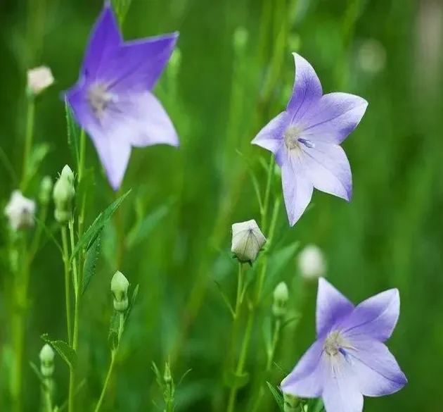 种植什么中药材经济效益高,种植什么中药材最好？