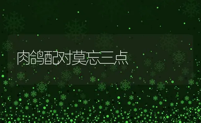 肉鸽配对莫忘三点 | 养殖知识