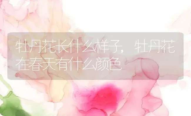 牡丹花长什么样子,牡丹花在春天有什么颜色 | 养殖学堂