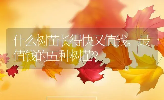 什么树苗长得快又值钱,最值钱的五种树苗？ | 养殖科普