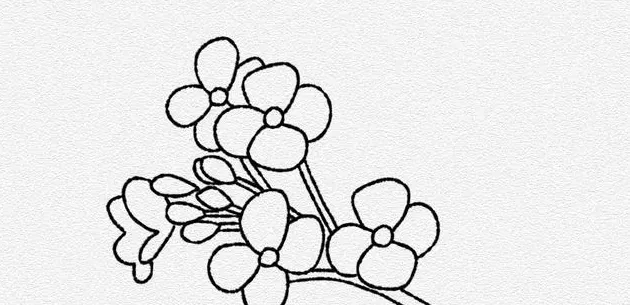 油菜花怎么画,油菜花简笔画彩色？