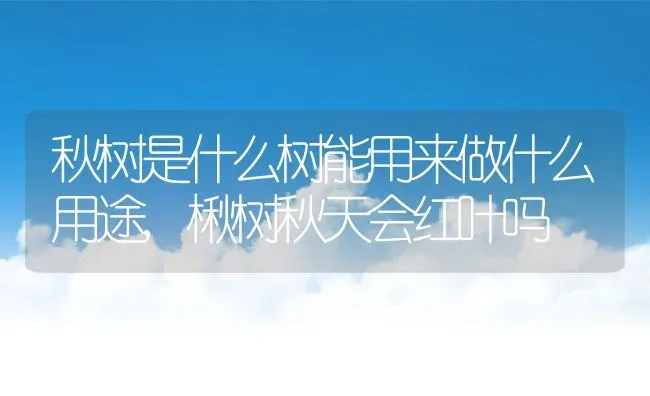 秋树是什么树能用来做什么用途,楸树秋天会红叶吗 | 养殖学堂