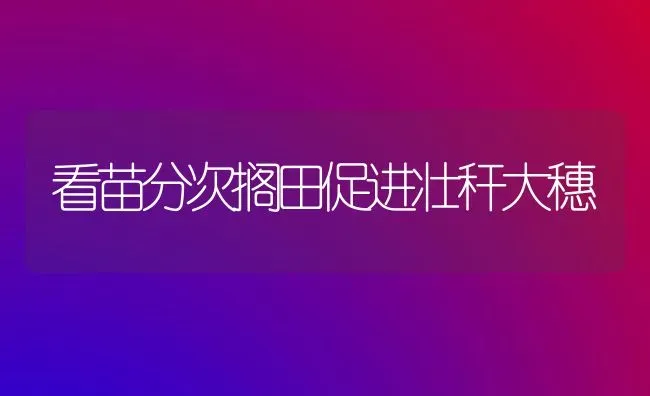 看苗分次搁田促进壮秆大穗 | 养殖知识