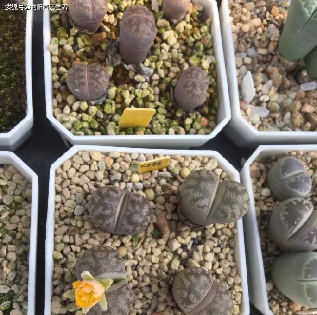 生石花要怎么养才能越养越好,生石花的养殖方法和注意事项？