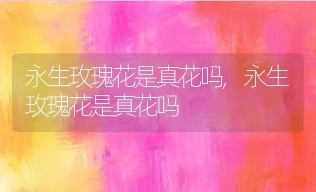 永生玫瑰花是真花吗,永生玫瑰花是真花吗 | 养殖科普